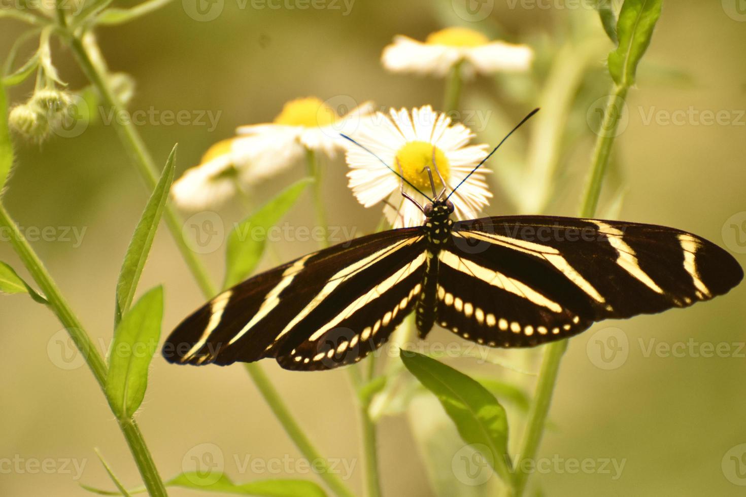 Beautiful Black and White Zebra Butterfly on a Leaf photo