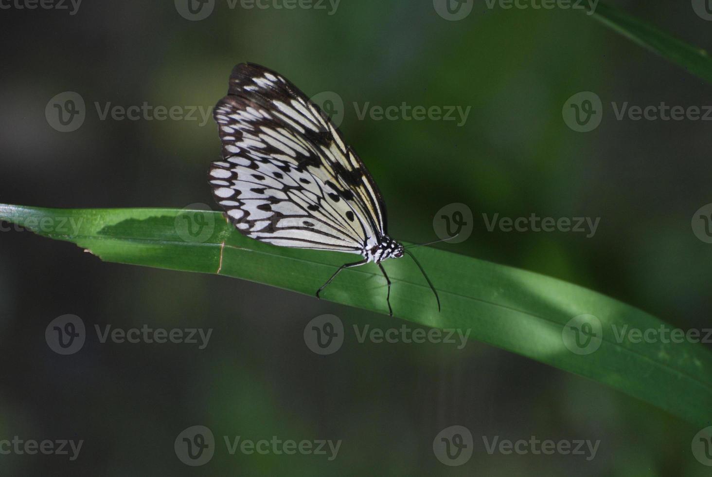 mariposa de papel de arroz en una larga hoja de azucena foto