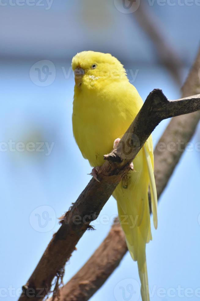 Vibrant Yellow Budgie Parakeet on a Branch photo