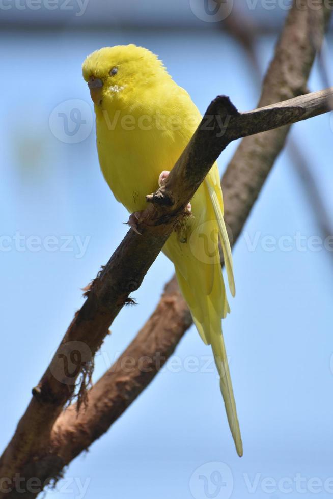 adorable periquito amarillo en un árbol foto