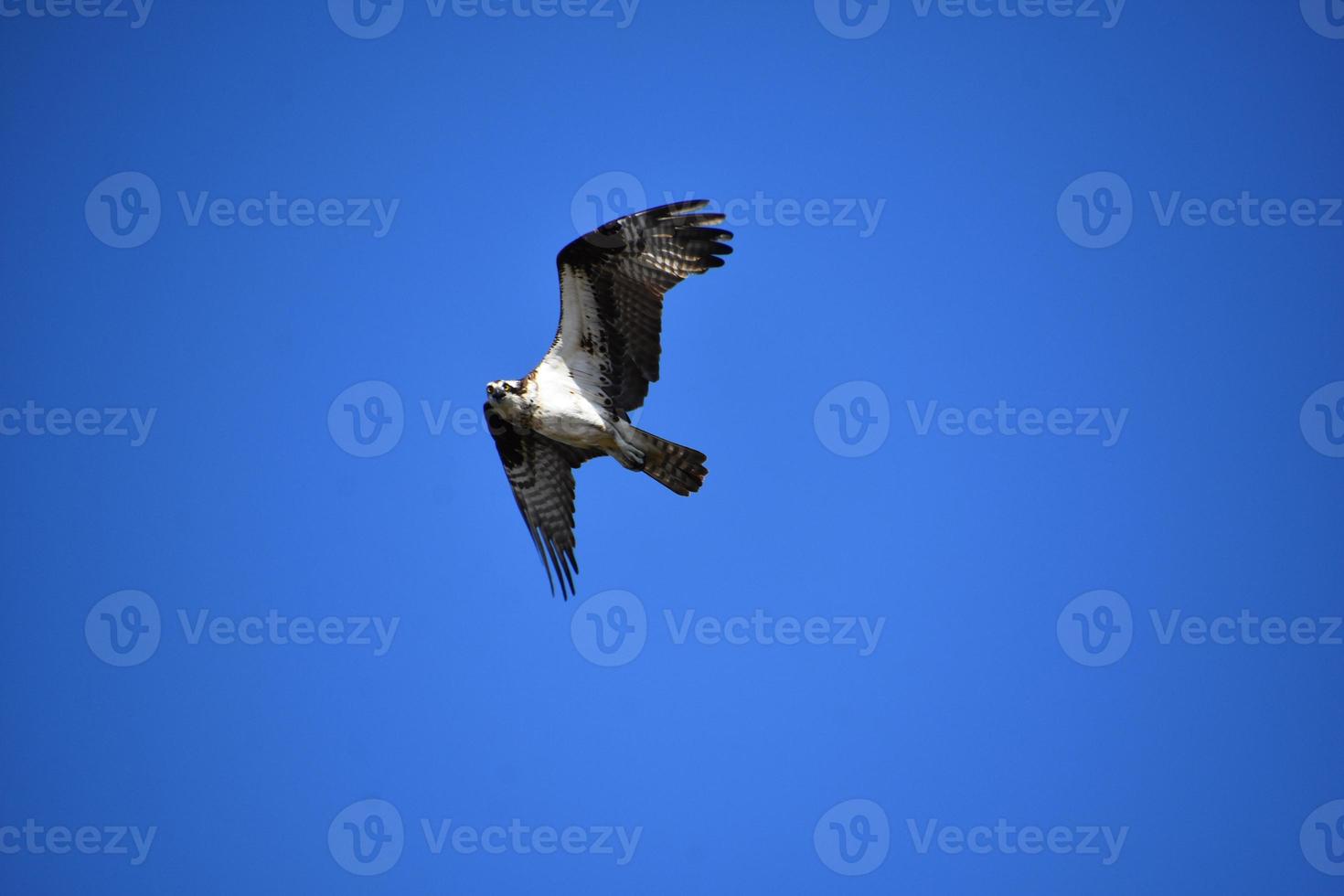 Striking Flying Osprey with Distinctive Markings in Flight photo