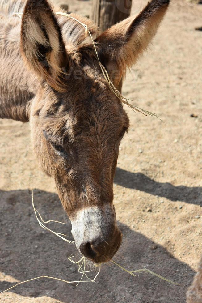 Fluffy Wild Brown Donkey in Aruba Eating Hay photo