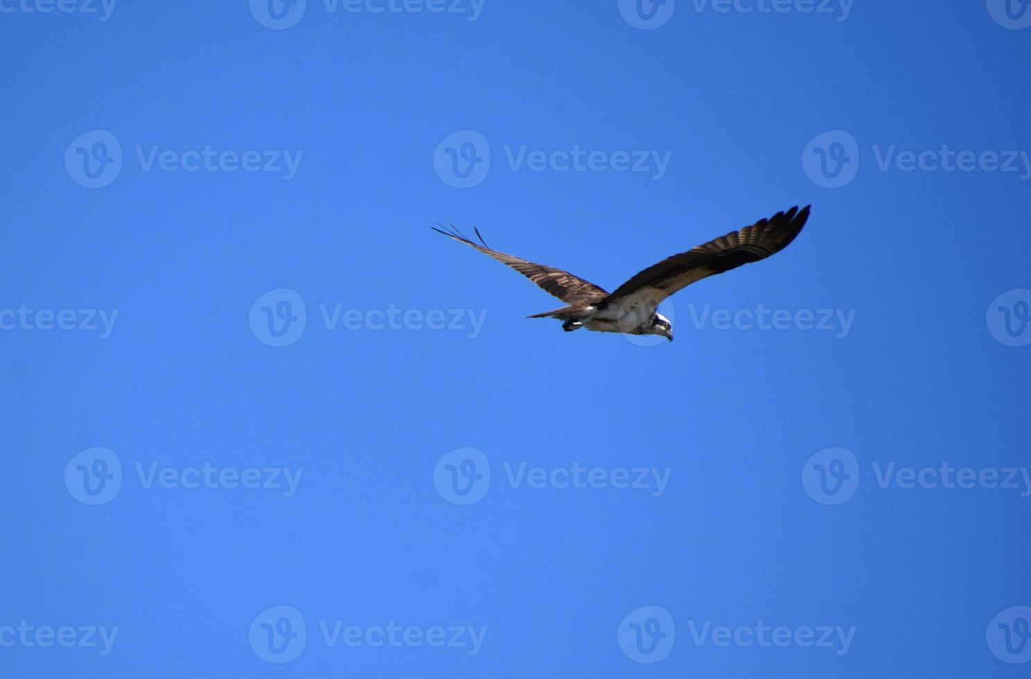 alas emplumadas de un águila pescadora en vuelo foto