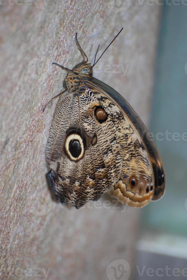 Beautiful brown morpho butterfly resting in a butterfly garden photo