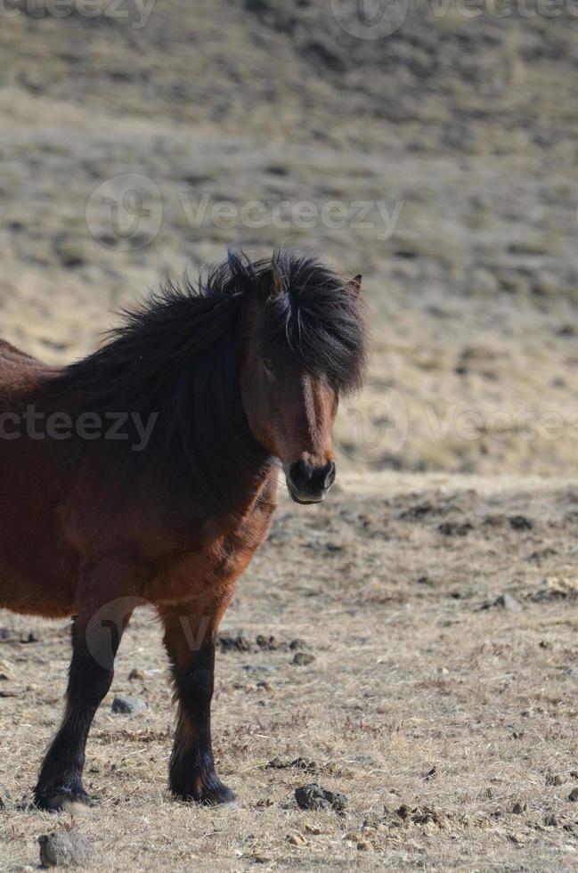 caballo islandés solitario en una granja foto
