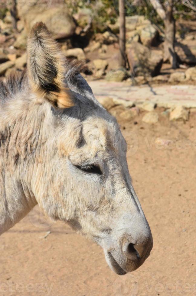 dulce burro salvaje en el clima seco de aruba foto