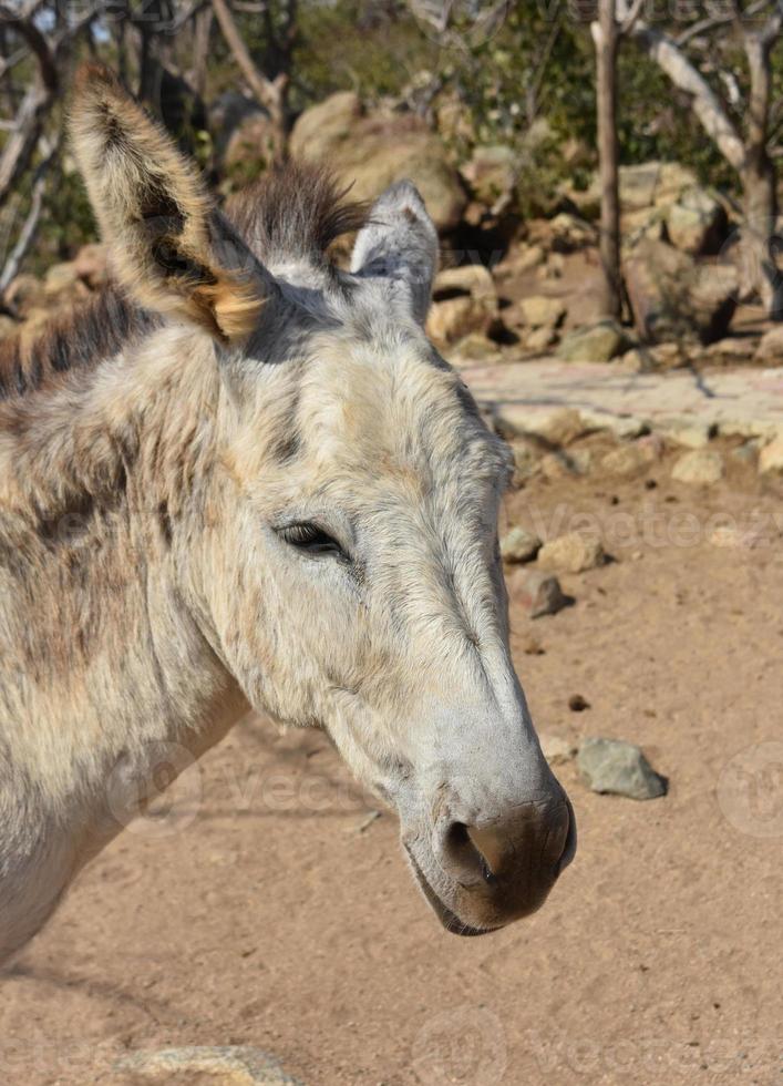 Cute South American Provence Donkey in Nature photo