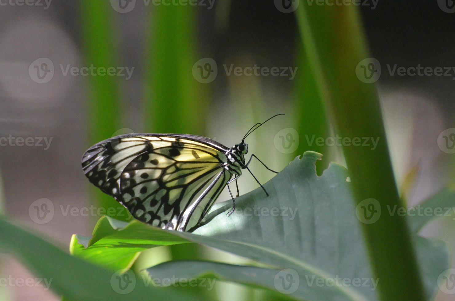 Large Paper Kite Butterfly on a Green Leaf photo