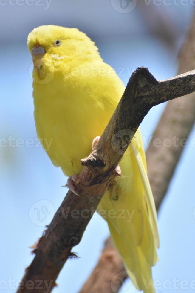 adorable primer plano de un periquito amarillo foto