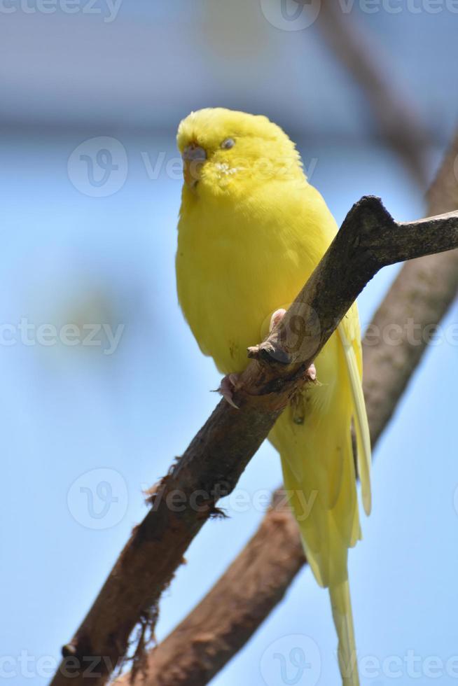 Adorable Face of a Yellow Budgie Parakeet photo