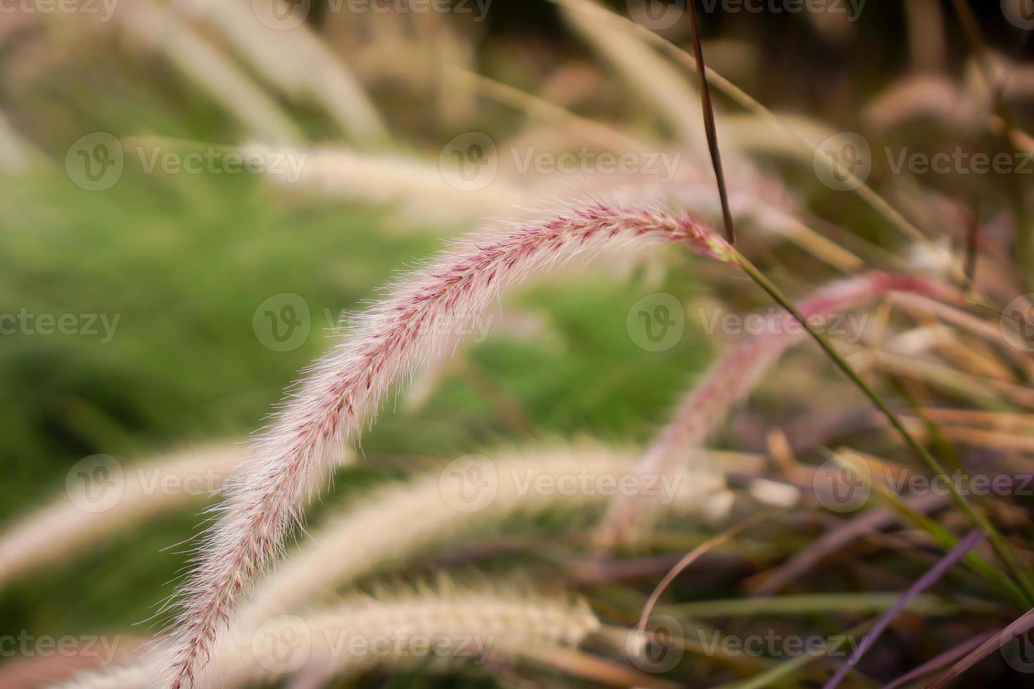 pluma como fuente hierba plantas únicas foto