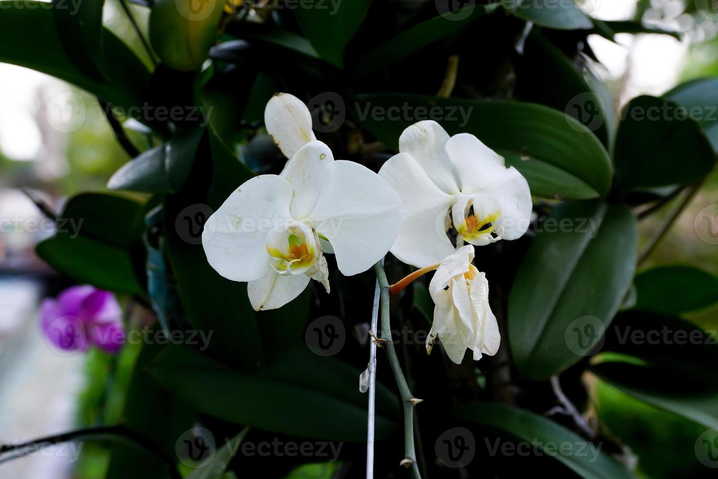 white flower with foliage at background photo
