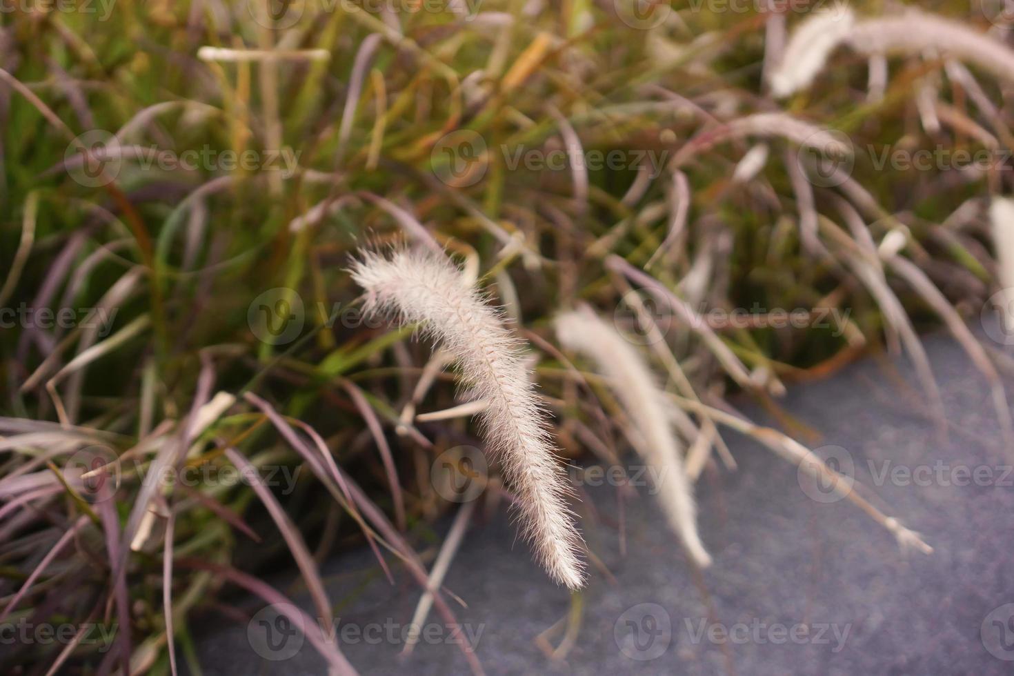 feather like fountain grass unique plants photo