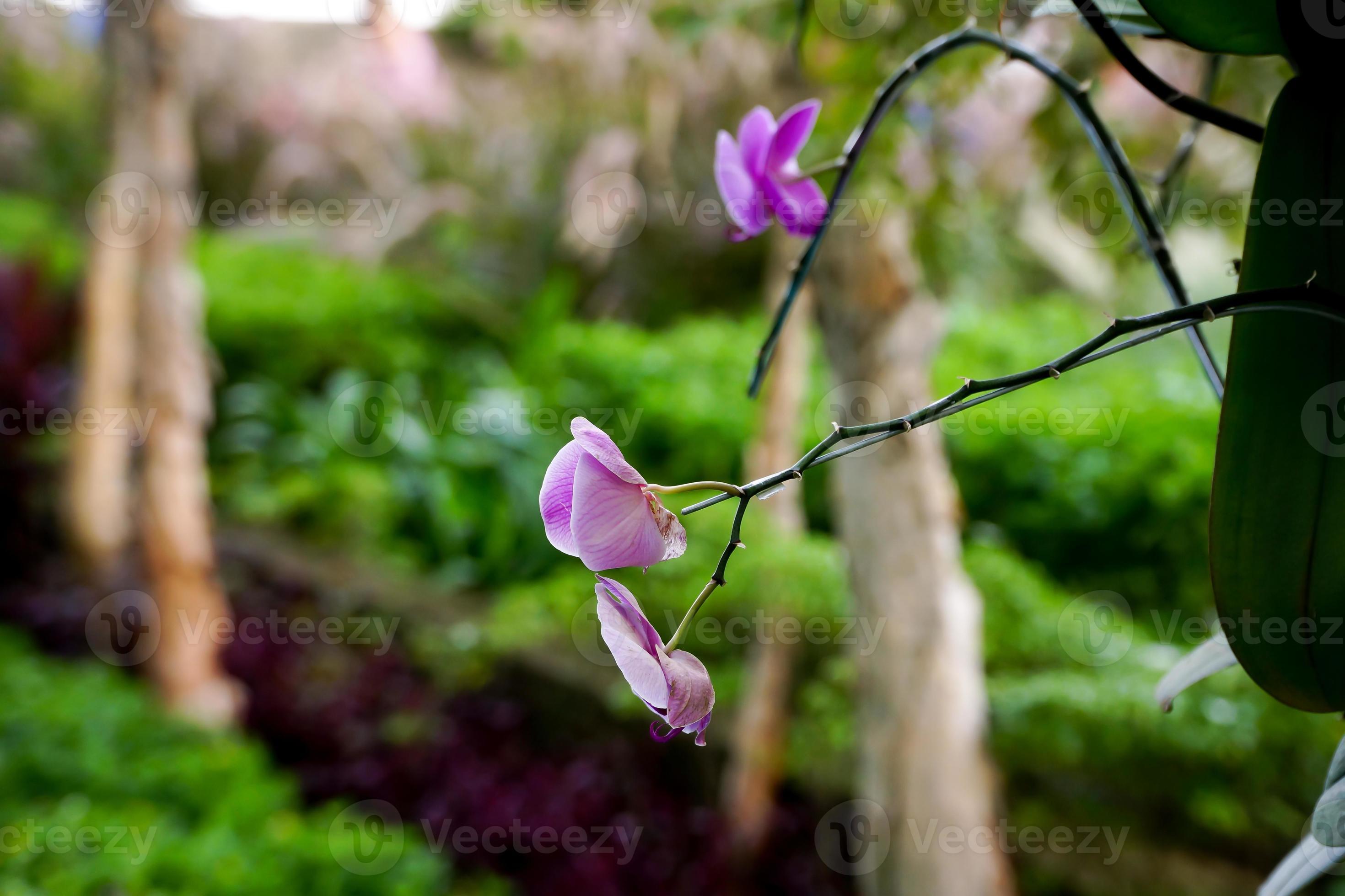 plantas de flor de magnolia púrpura 9545105 Foto de stock en Vecteezy