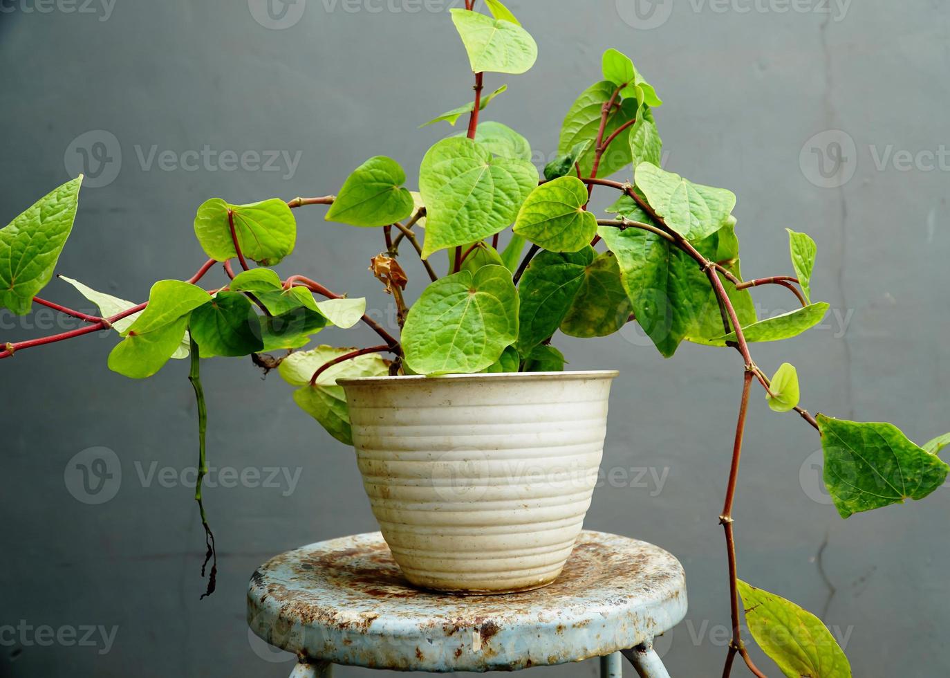 Betel vines in white pot photo