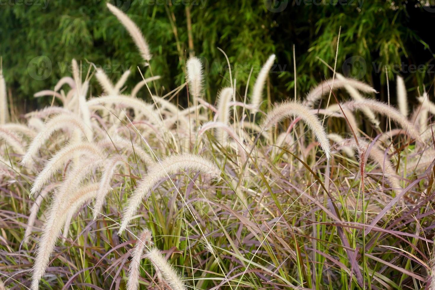 pluma como fuente hierba plantas únicas foto