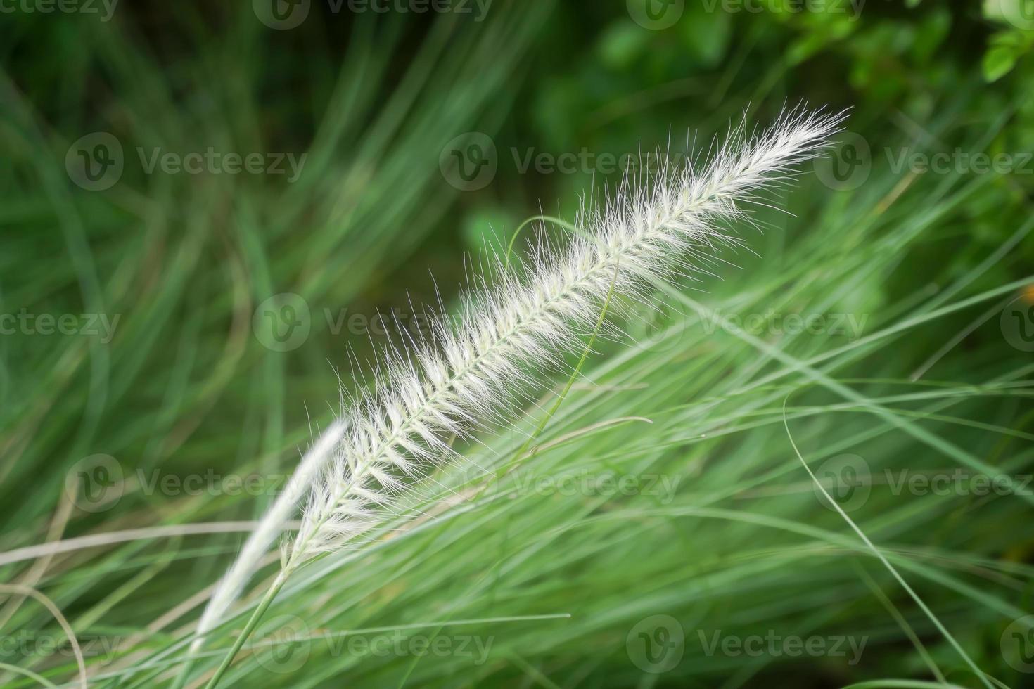 feather like fountain grass unique plants photo