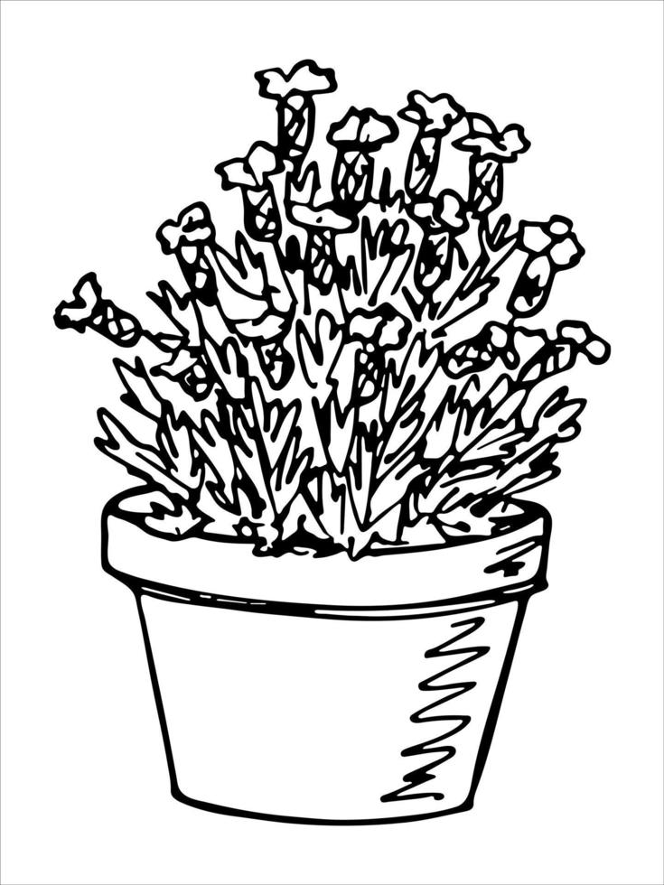 Cute hand drawn houseplant in a pot clipart. Plant illustration. Cozy home doodle vector