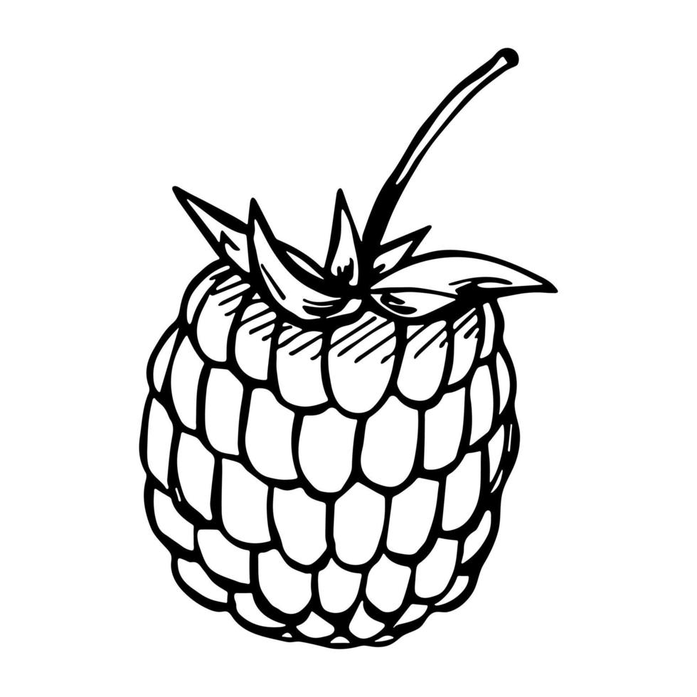 Vector raspberry or blackberry clipart. Hand drawn berry icon. Fruit illustration. For print, web, design, decor, logo.