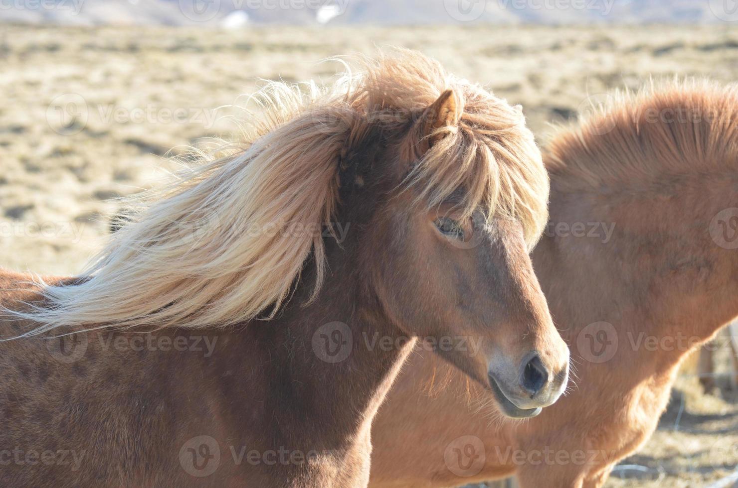 Breathtaking Icelandic Pony with Sun Glistening Off His Mane photo