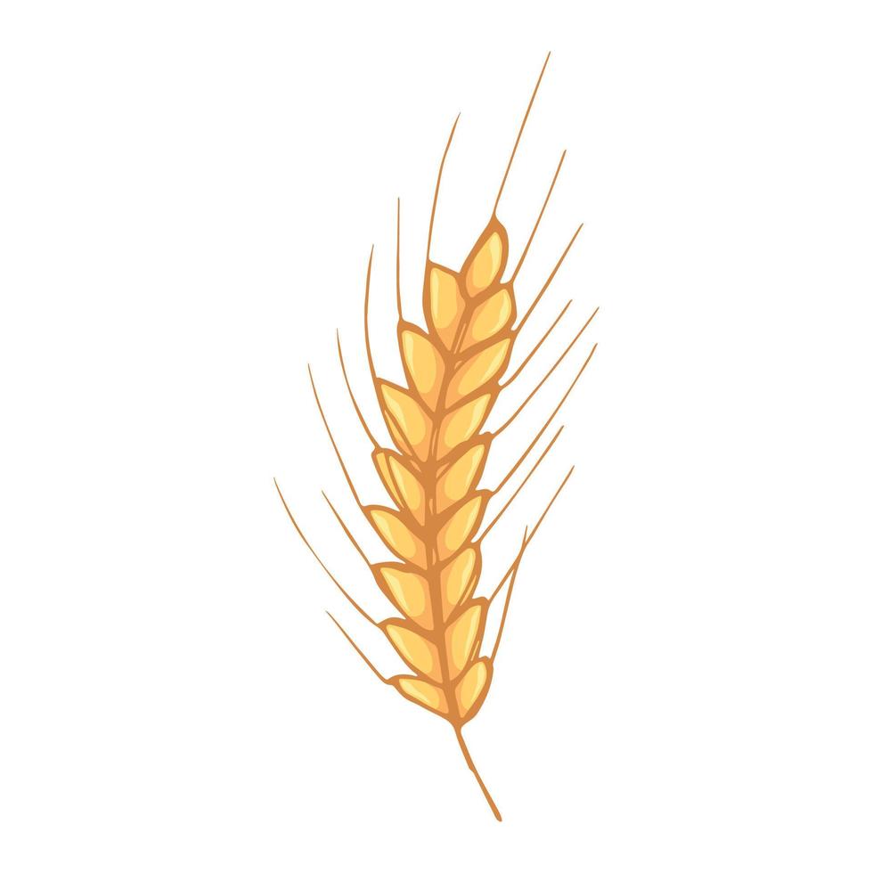 Vector hand drawn wheat doodle illustration. Cute harvest clipart. Farm market product.