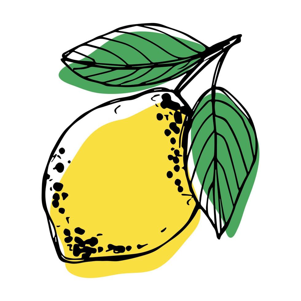 Vector lemon clipart. Hand drawn citrus icon. Fruit illustration. For print, web, design, decor