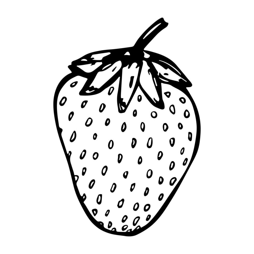 Vector strawberry clipart. Hand drawn berry icon. Fruit illustration. For print, web, design, decor