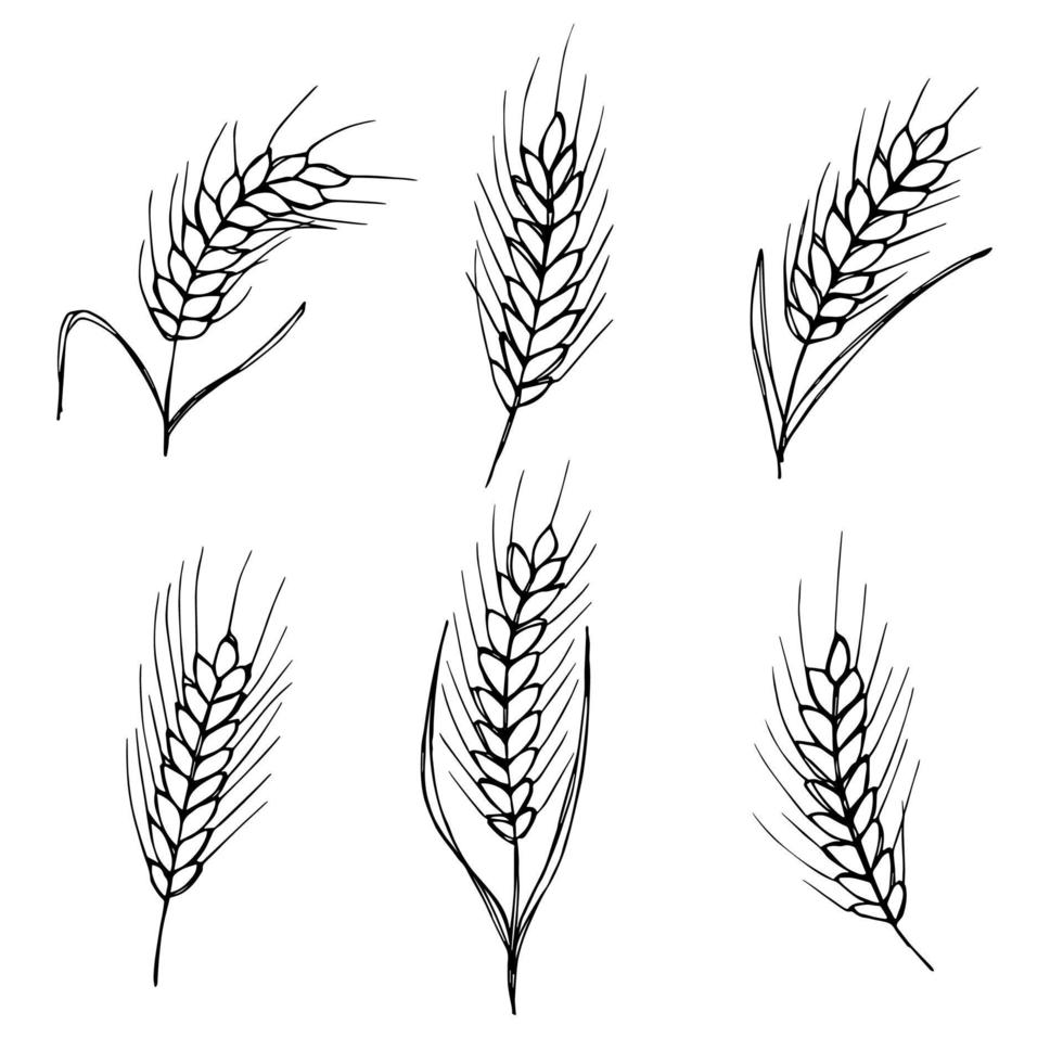 Vector hand drawn wheat doodle illustration. Cute harvest clipart. Farm market product.
