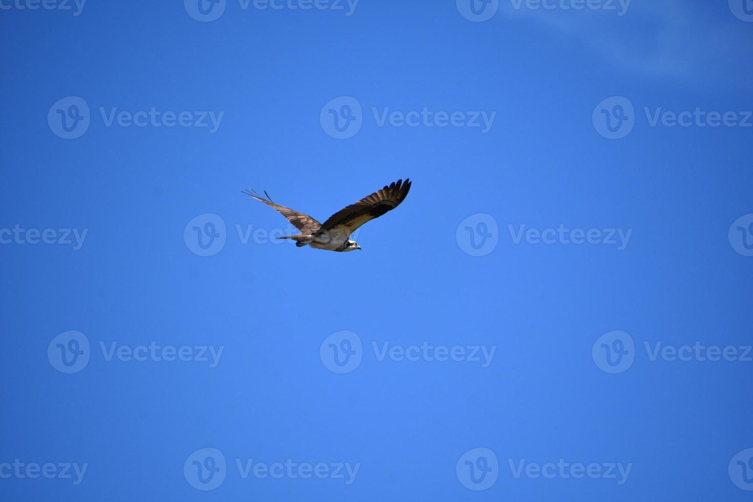 Picture Perfect Summer Day with a Flying Osprey photo