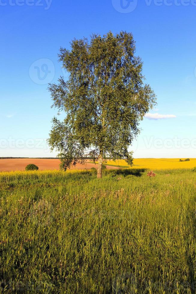 árbol en el campo foto