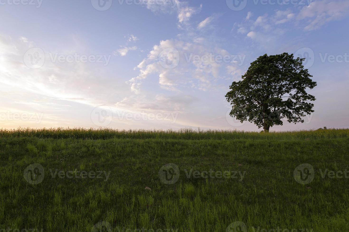 tree in the field photo