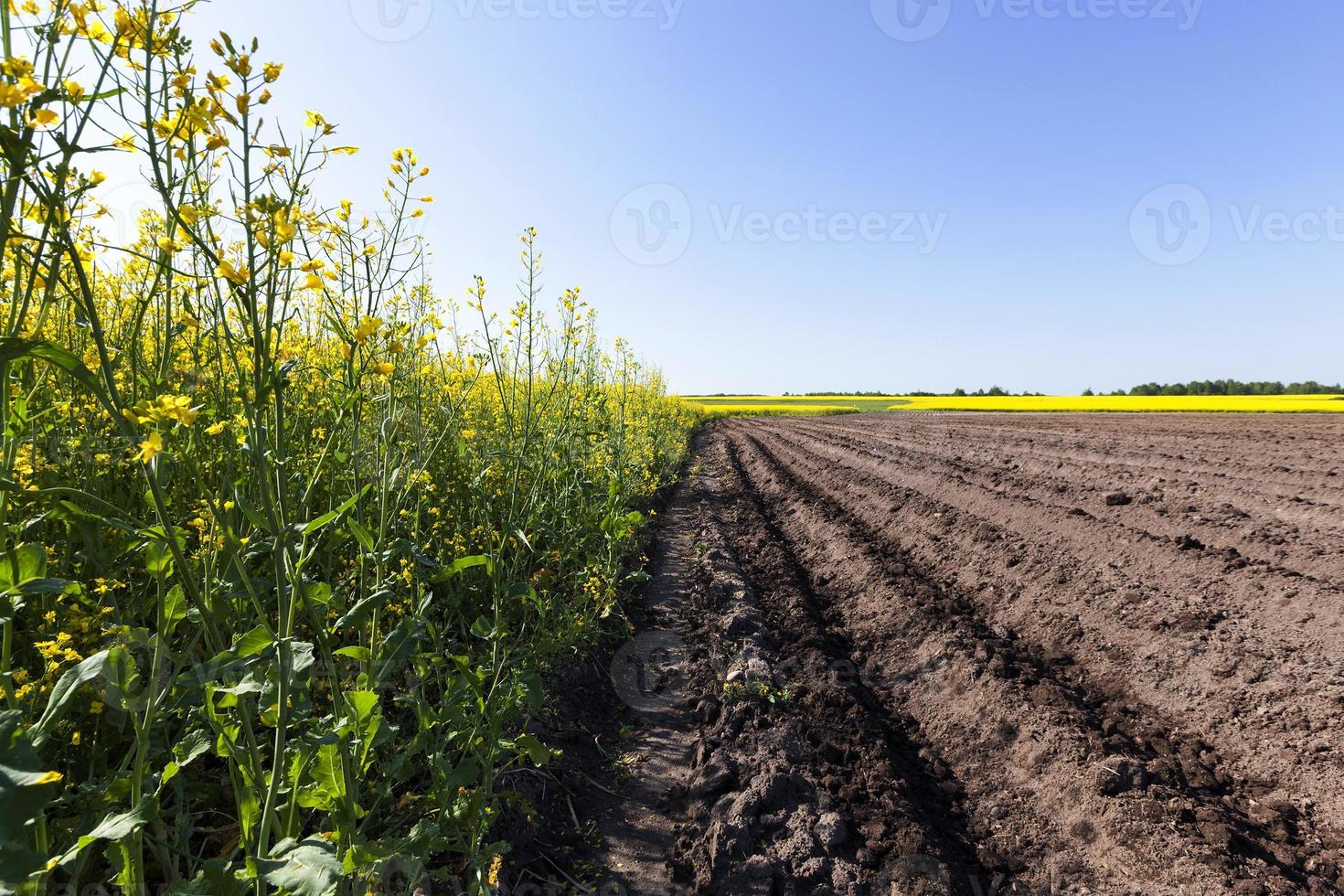 potato field . furrow photo