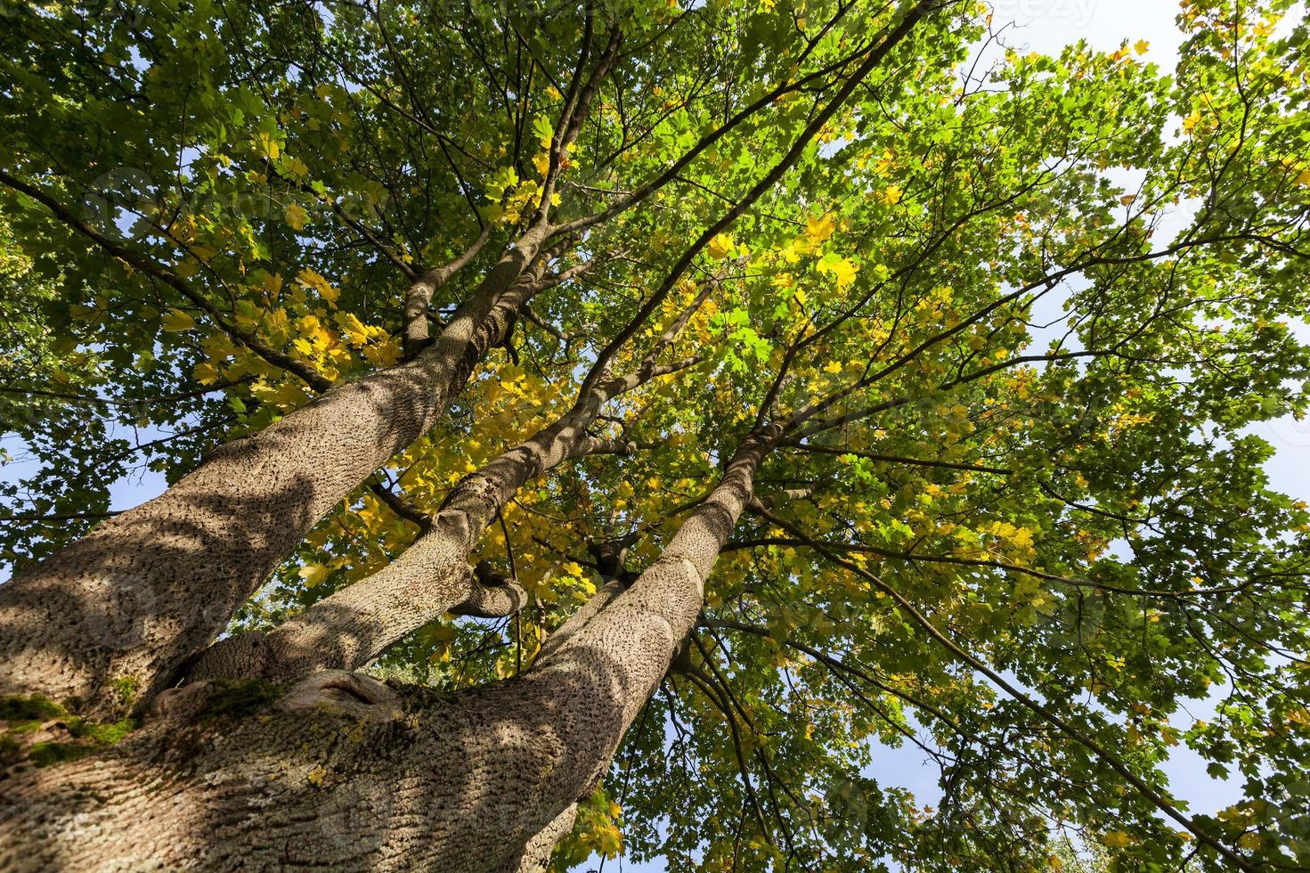 maple trunk, close up 9546131 Stock Photo at Vecteezy
