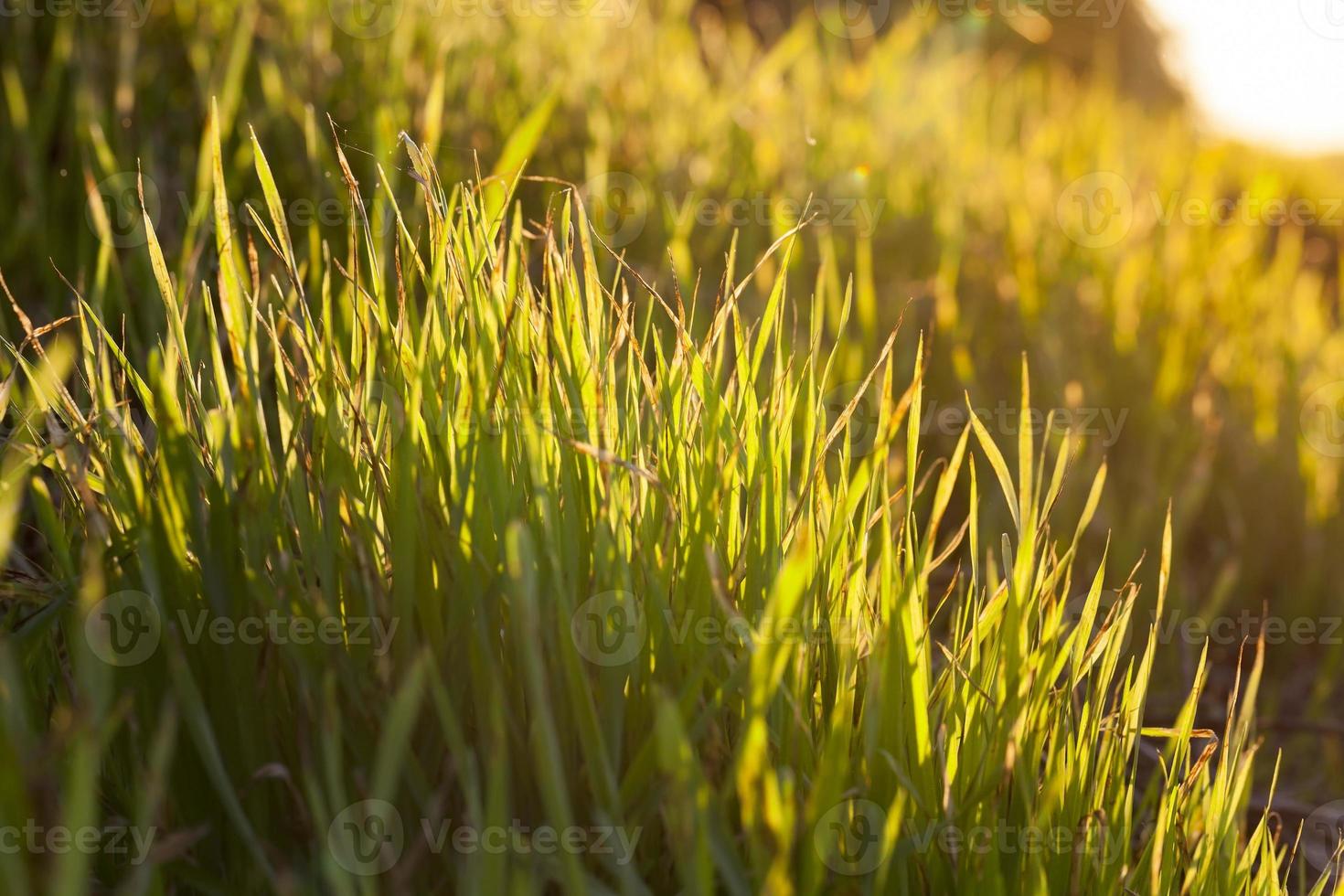 new sprouts of wheat photo