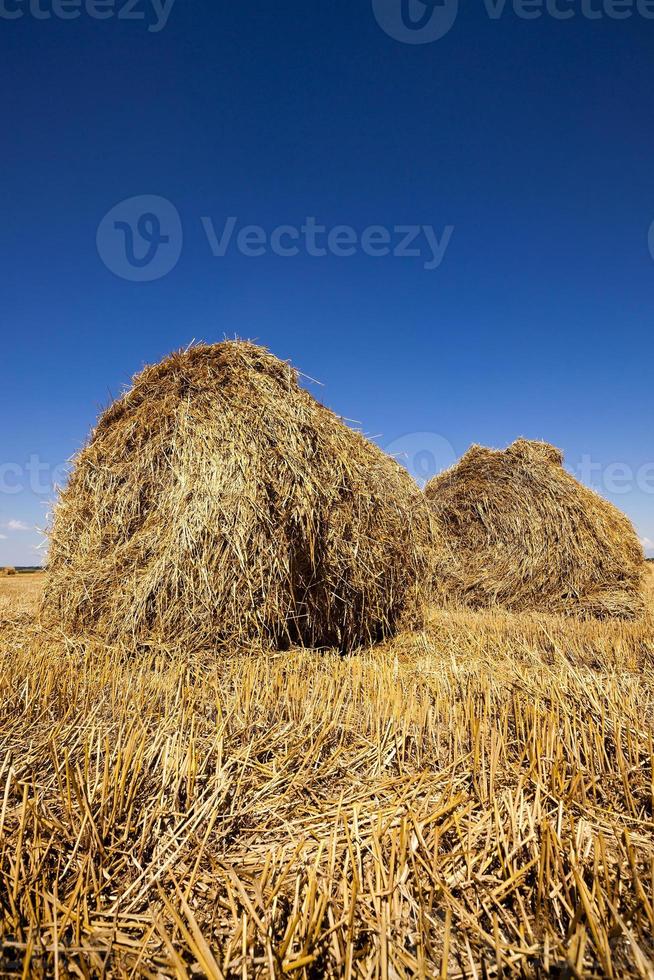 stack of straw in the field photo