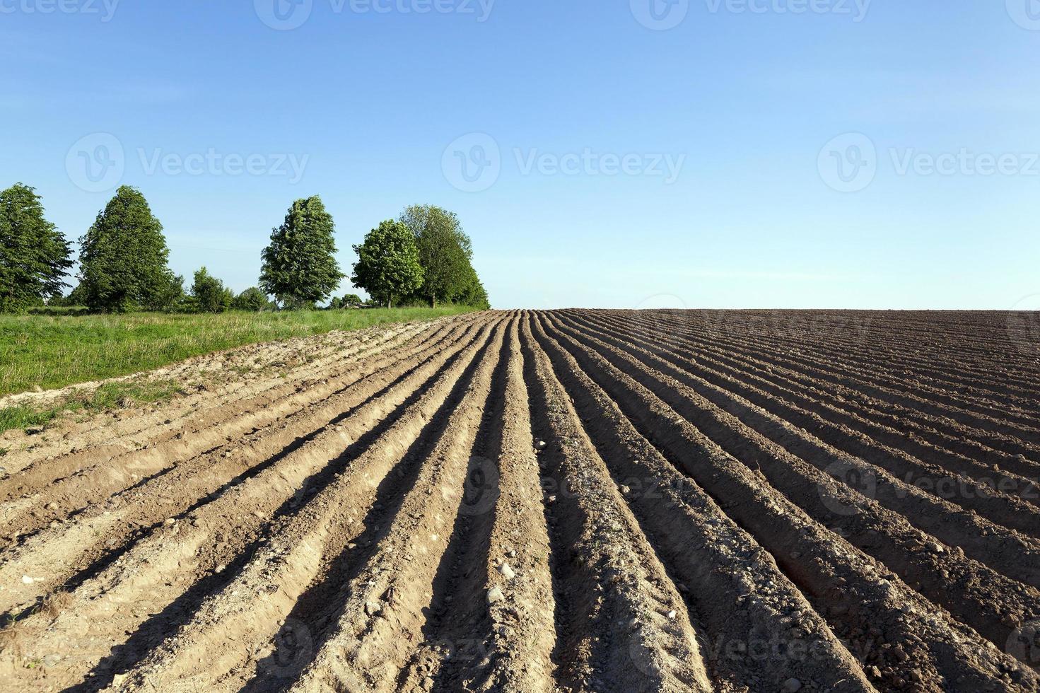 potato field . furrow photo
