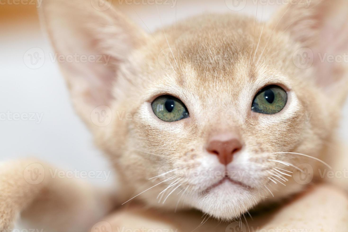 Abyssinian kitten .  fawn photo