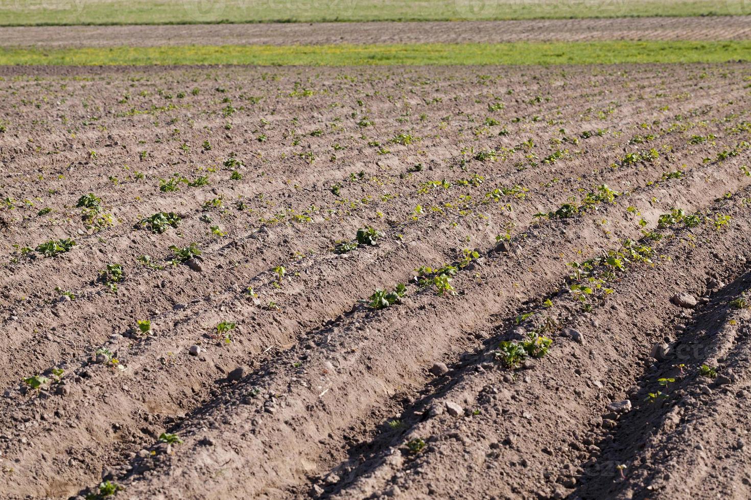 Potato sprouts. field. photo