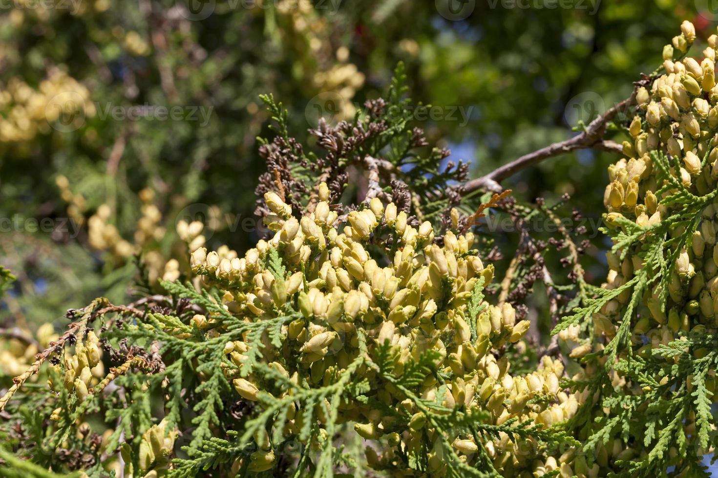 Female cones Thuja photo