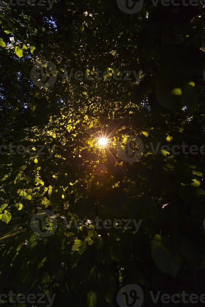 Sun shining through trees photo