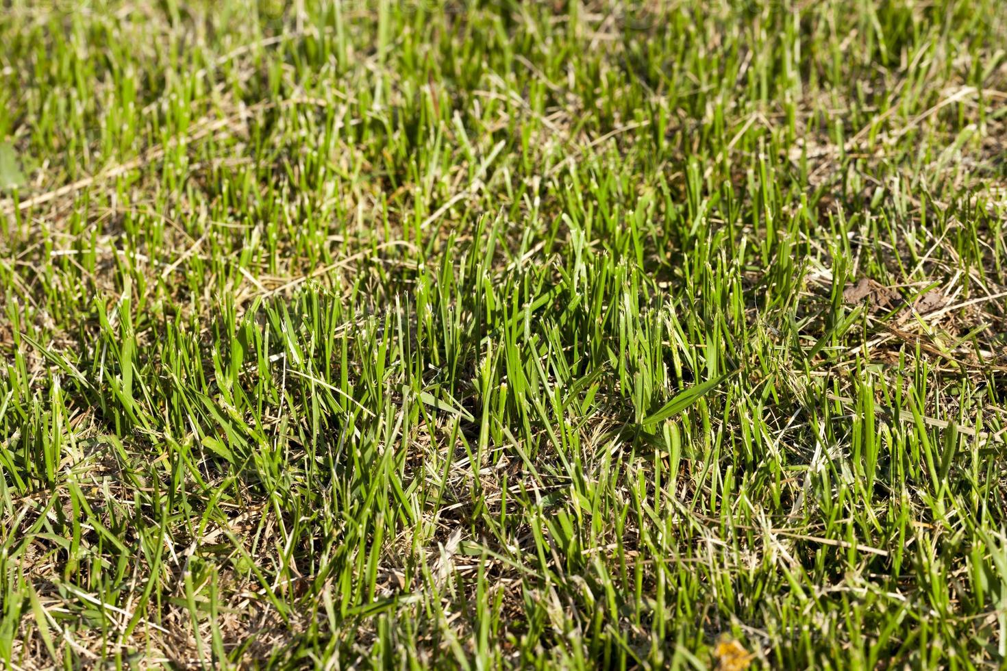 a large meadow photo