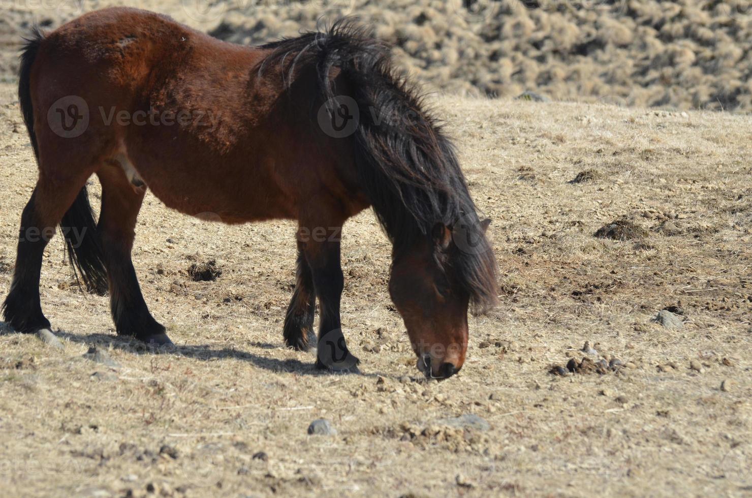 Grazing Bay Icelandic Horse photo