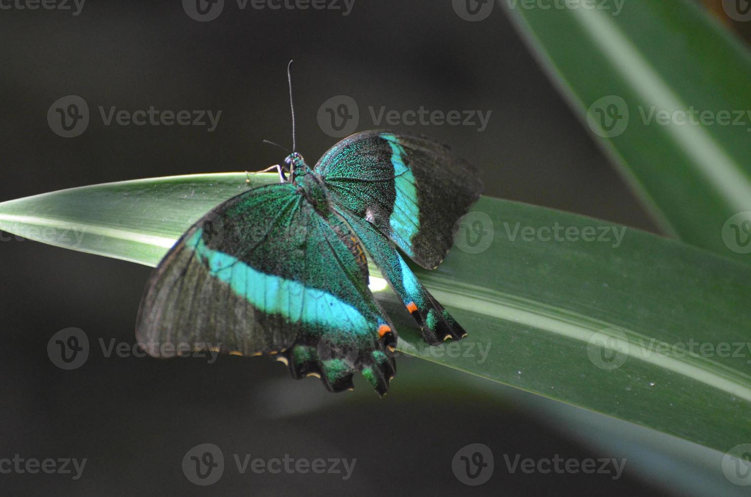 Beautiful Colors on this Emerald Swallowtail Butterfly 9546955 Stock