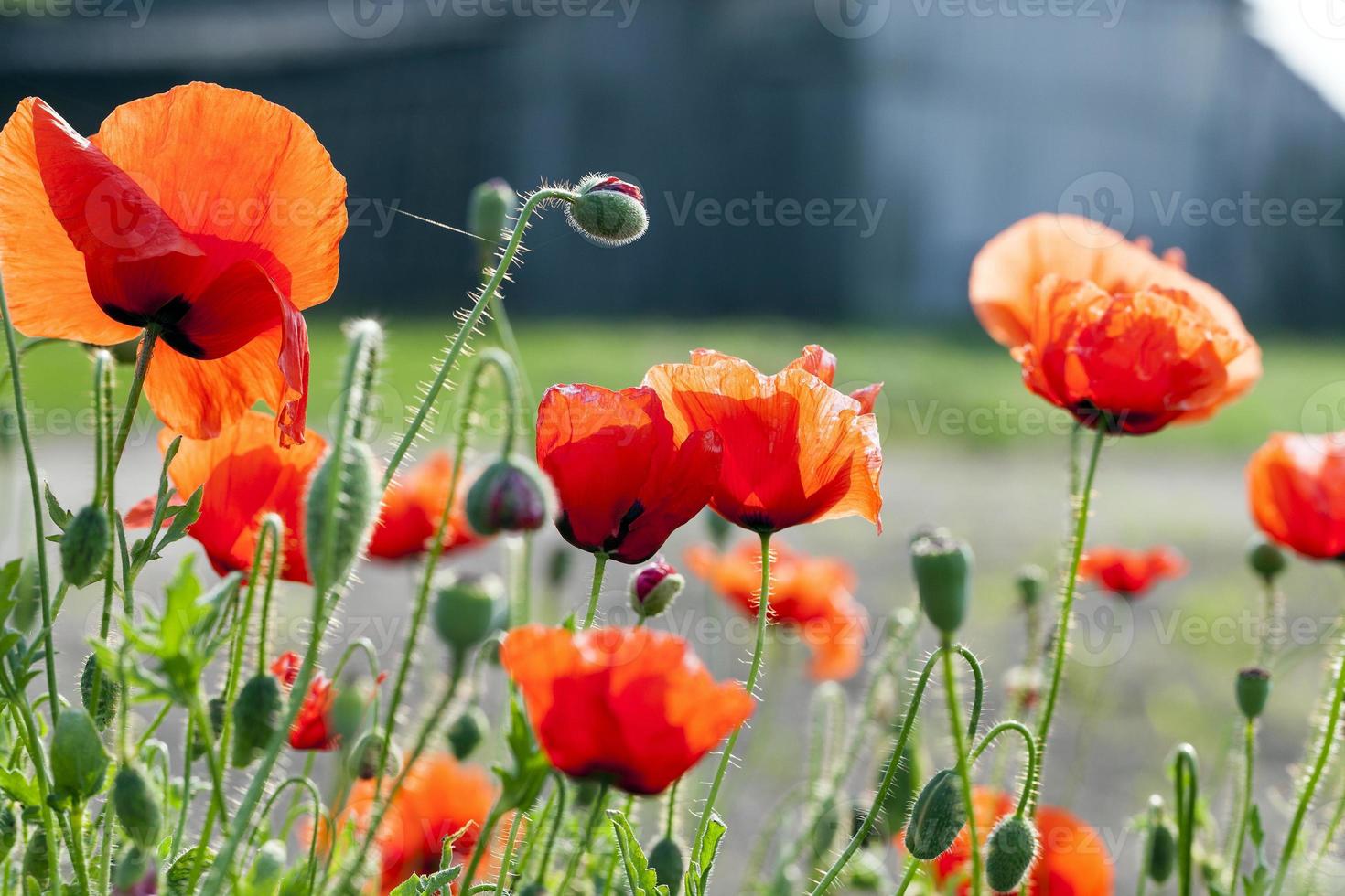 blooming red poppies photo