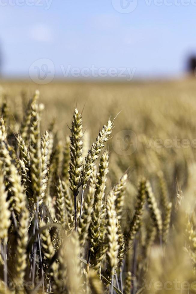 unripe ears of wheat photo