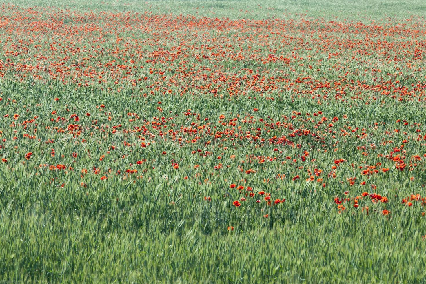 blooming red poppies photo