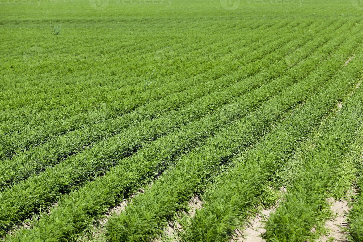 Field with carrot photo