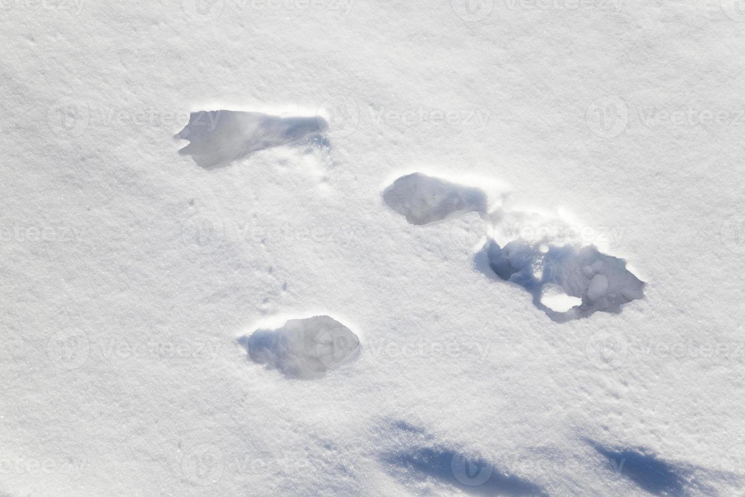 snow covered field photo