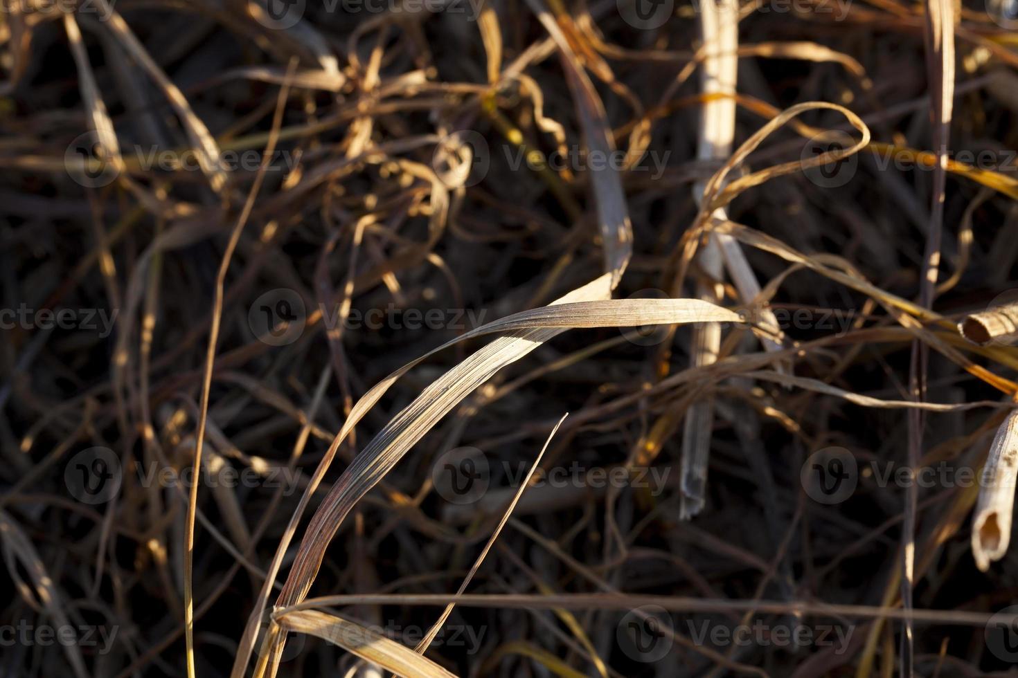 dry grass, close up photo