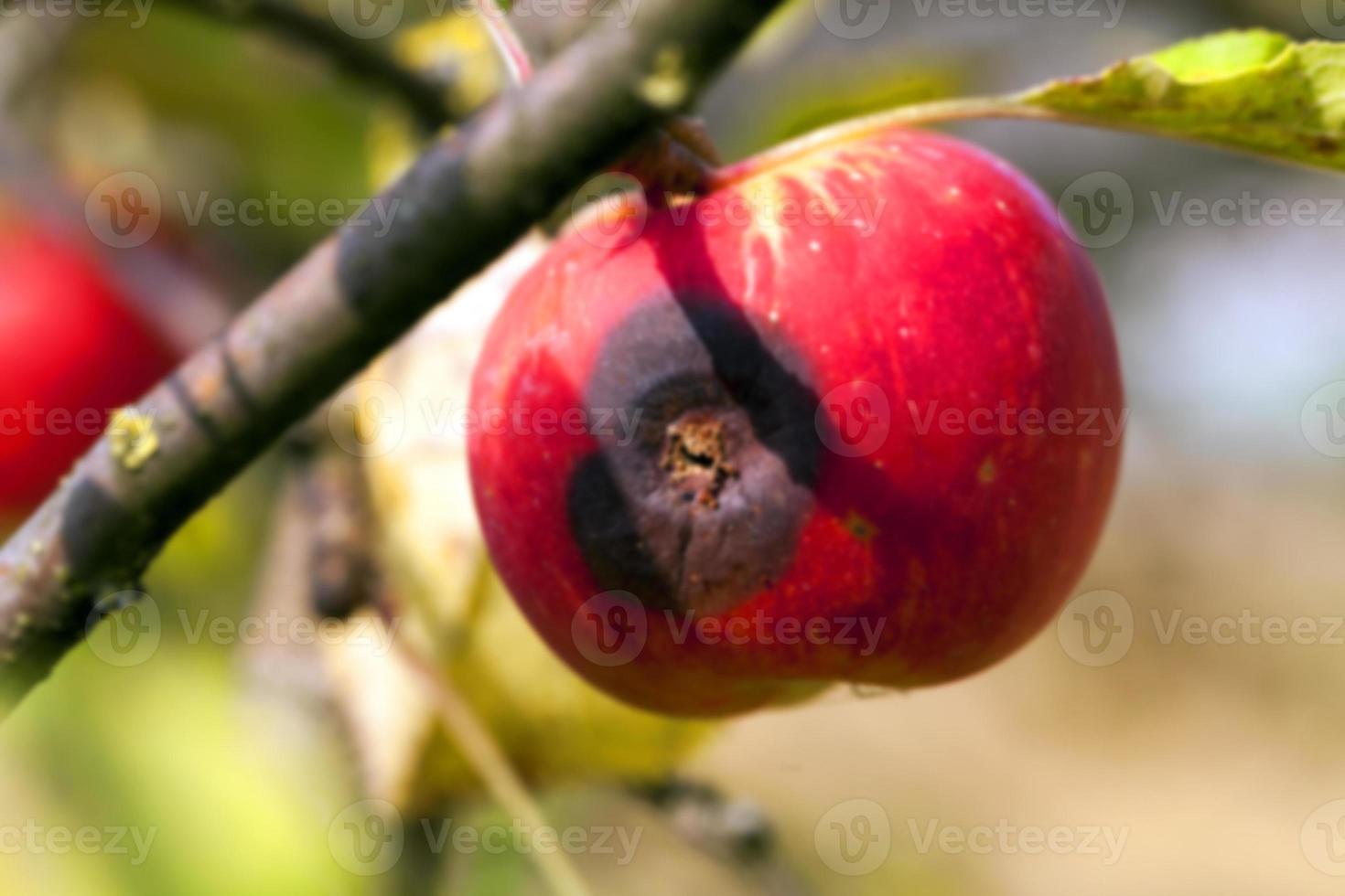 Apple on a branch photo